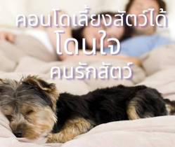 คอนโดเลี้ยงสัตว์ได้ ถูกใจคนรักสัตว์ อยู่ร่วมกันด้วยข้อกำหนดง่าย ๆ
