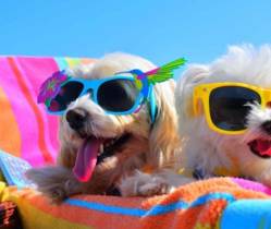 Top 3 Pet-Friendly Condos in Bangkok This Month - Don't Miss Out