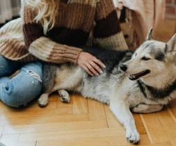 คัมภีร์มนุษย์คอนโดสาย Pet Lover: รวมเรื่องที่ต้องทราบ ก่อนเลือกโครงการเลี้ยงสัตว์ได้
