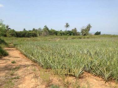3.5 Rai Of Lovely Land, Nr Main Road With Great Views. 3.5 Rai Of Lovely Land, Nr Main Road With Great Views.