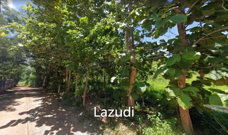 6 Rai Land for Sale with teak trees in Chiang Saen