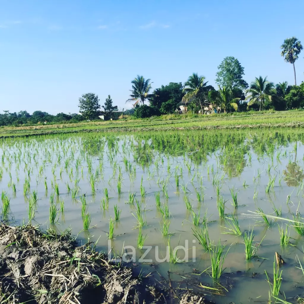 Peaceful And Unique Artisan Balinese Resort Home Rice Paddies View In Nam Phrae