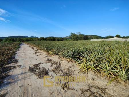 30 Rai Land Plot Next To Hua Hin Safari