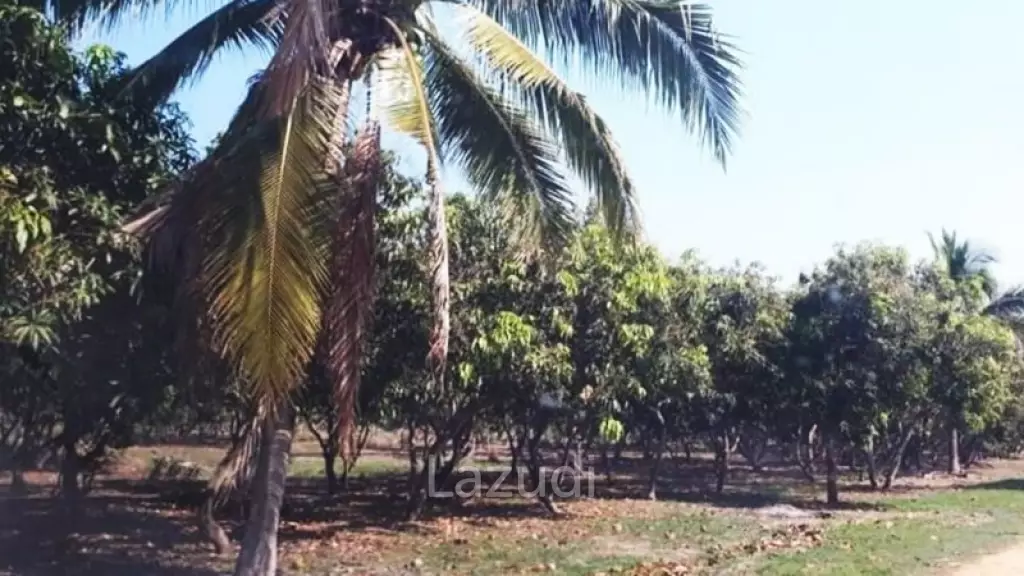 21 Rai Agriculture and Plantation Land
