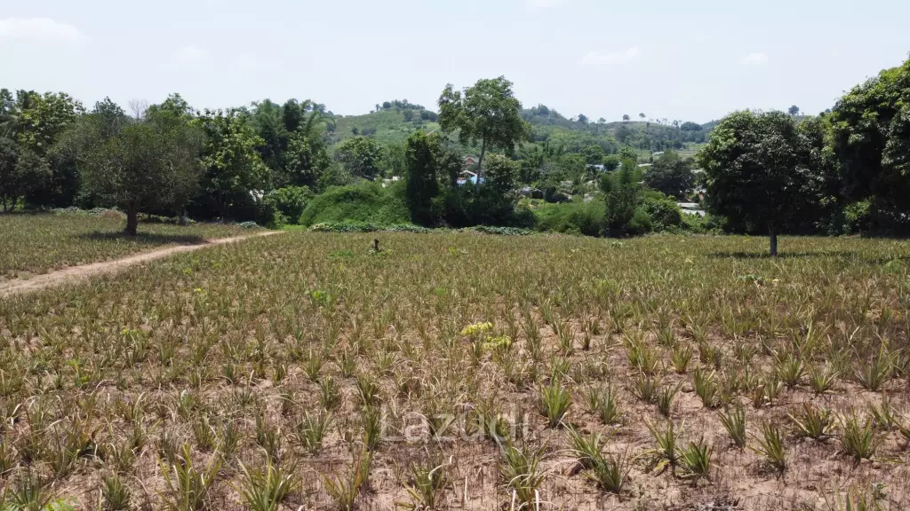 Beautiful Land with Views in Mae Yao for sale