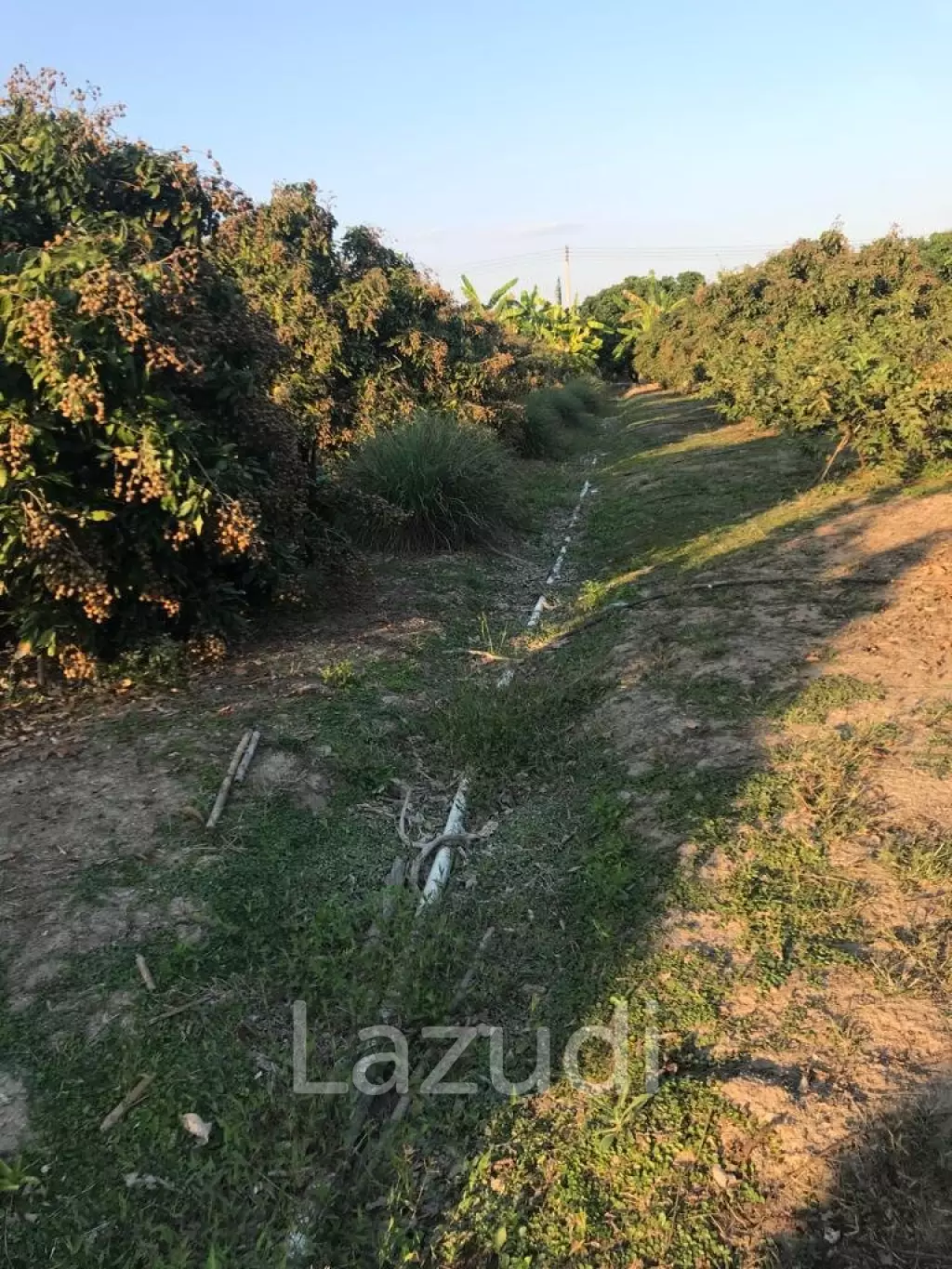 Land with fully grown Longan and Mango trees