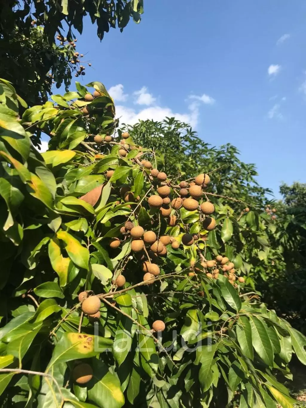 Land with fully grown Longan and Mango trees