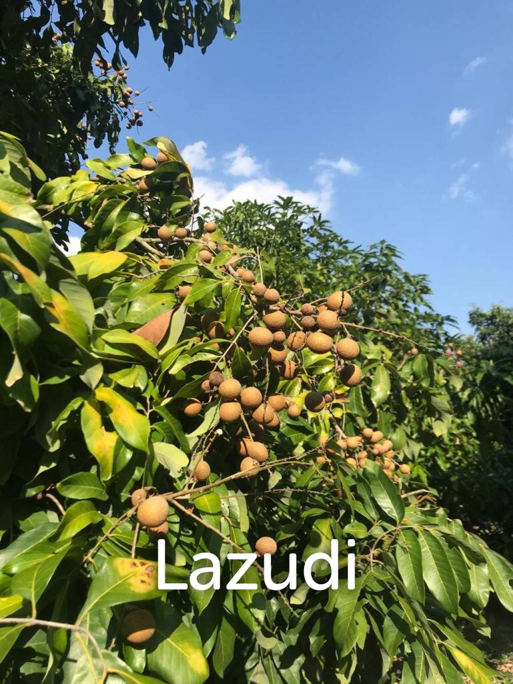 Land with fully grown Longan and Mango trees