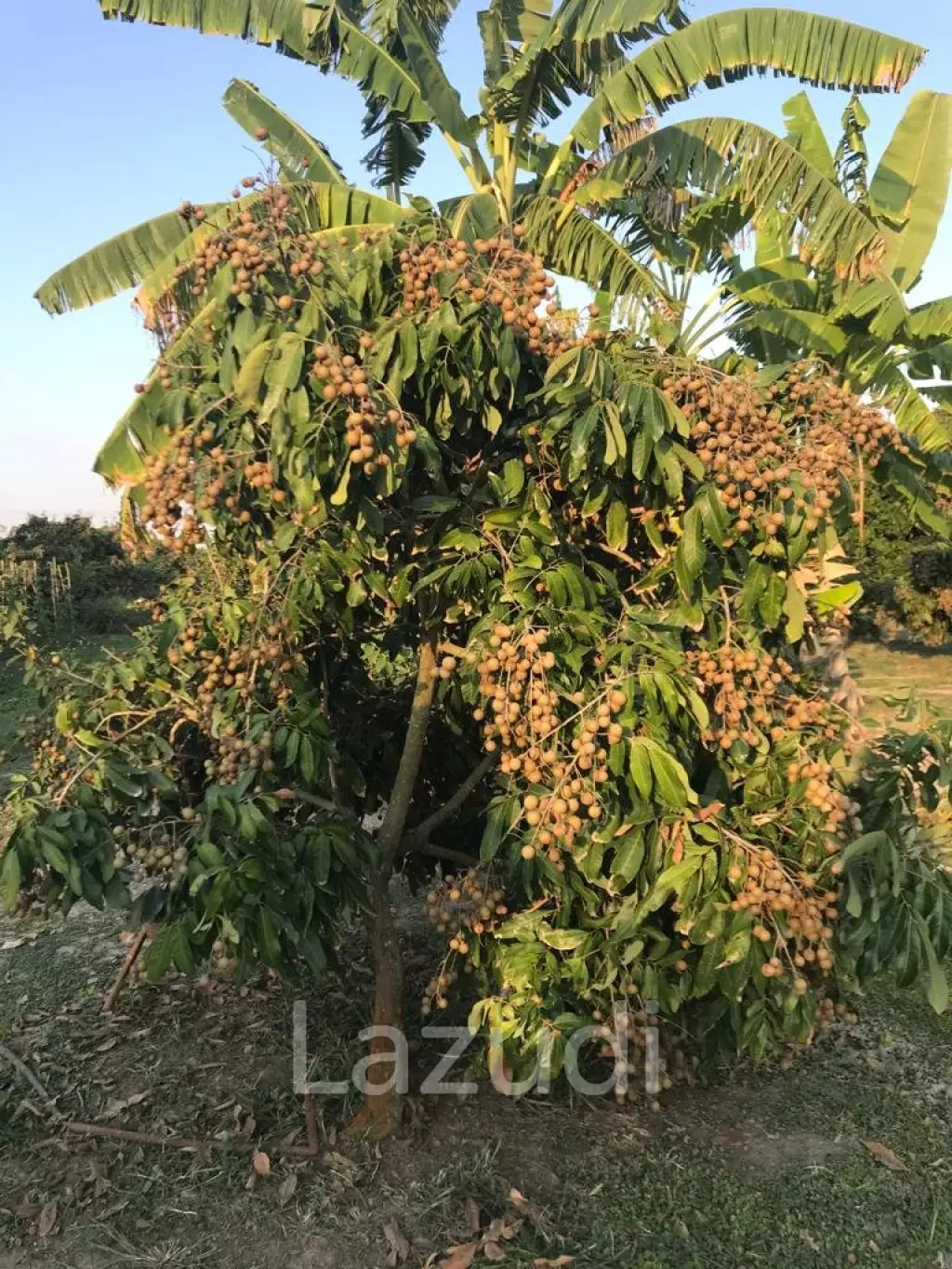 Land with fully grown Longan and Mango trees