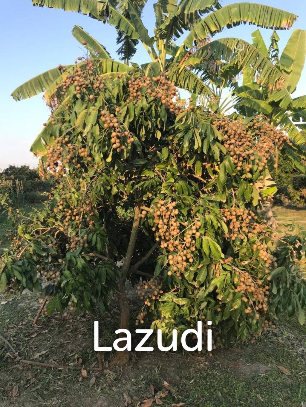 Land with fully grown Longan and Mango trees