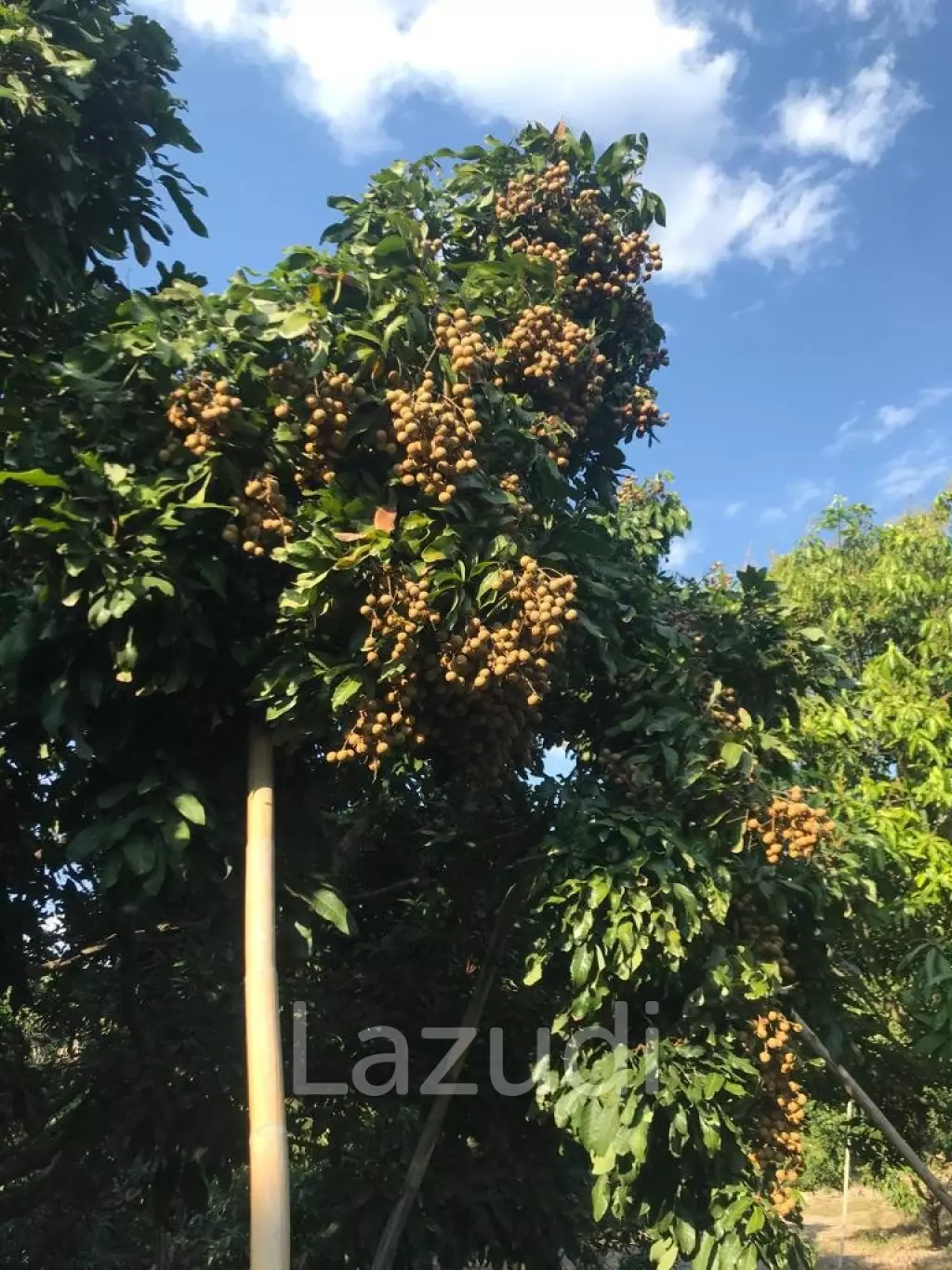 Land with fully grown Longan and Mango trees