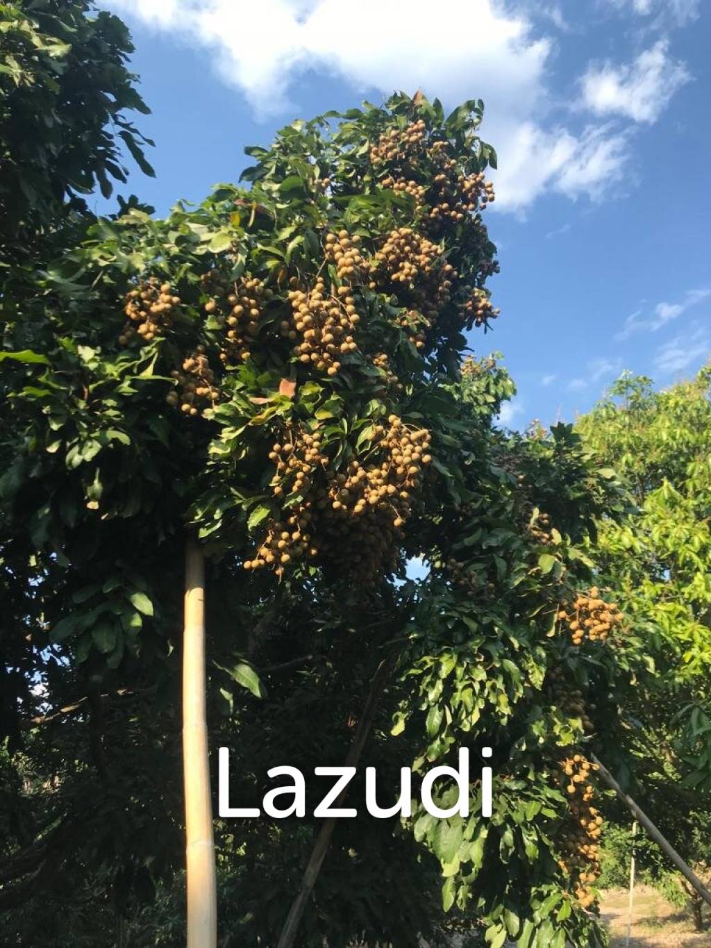 Land with fully grown Longan and Mango trees