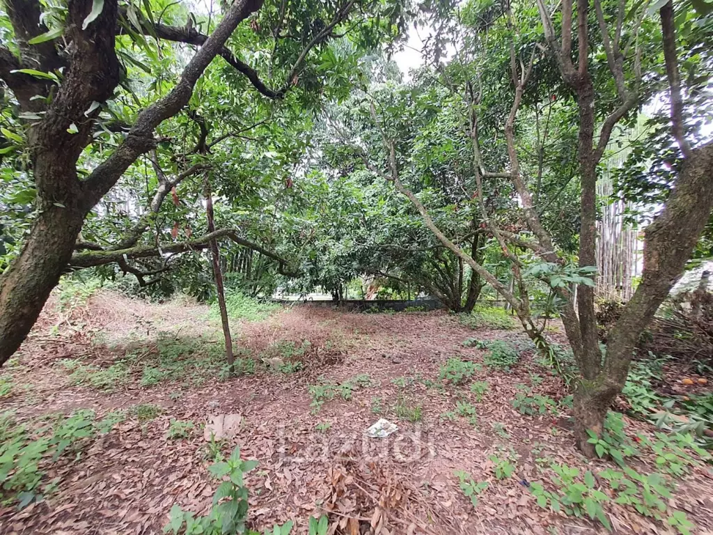 2 Rai Beautiful Land for Sale Near to MFU