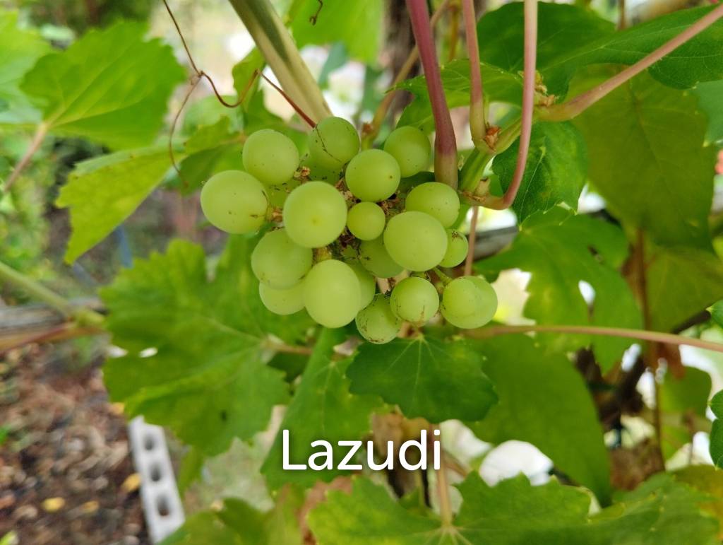 320 Sqm 2 Bed 2 Bath Villa For Sale