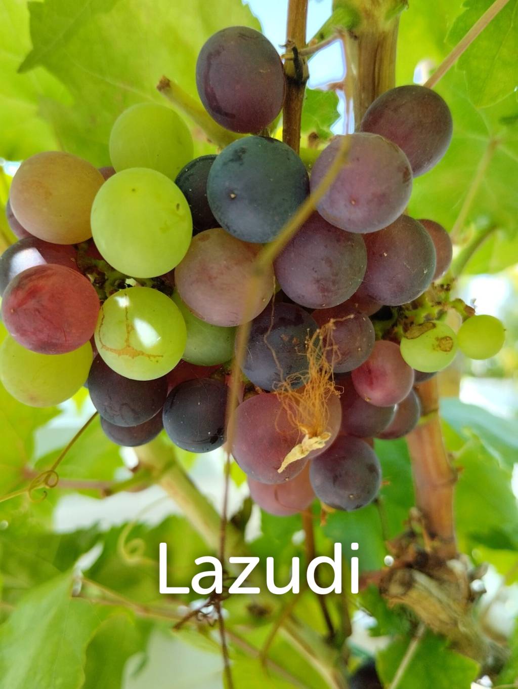 320 Sqm 2 Bed 2 Bath Villa For Sale