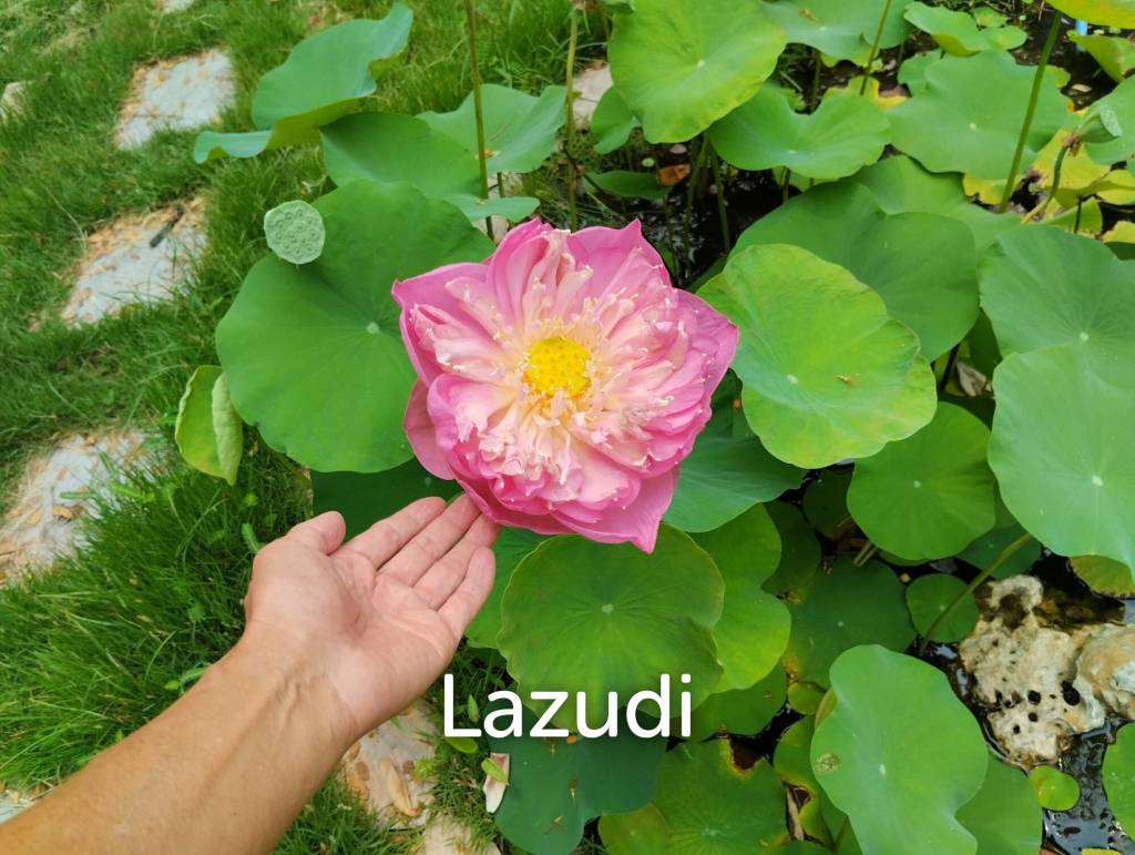 320 Sqm 2 Bed 2 Bath Villa For Sale