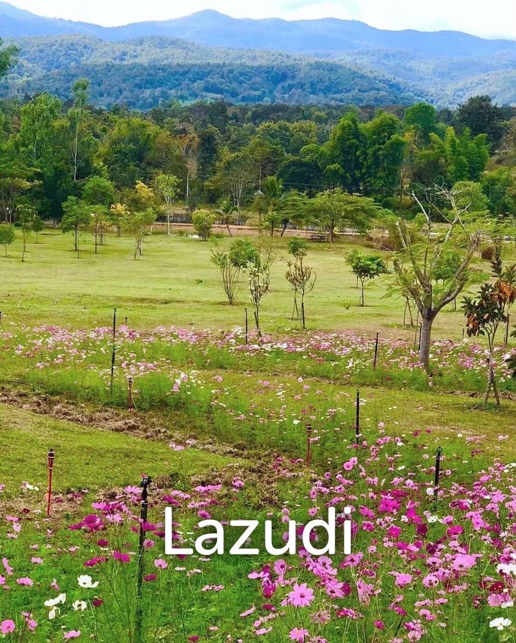 20 Rai Beautiful Land for Sale With Mountain View