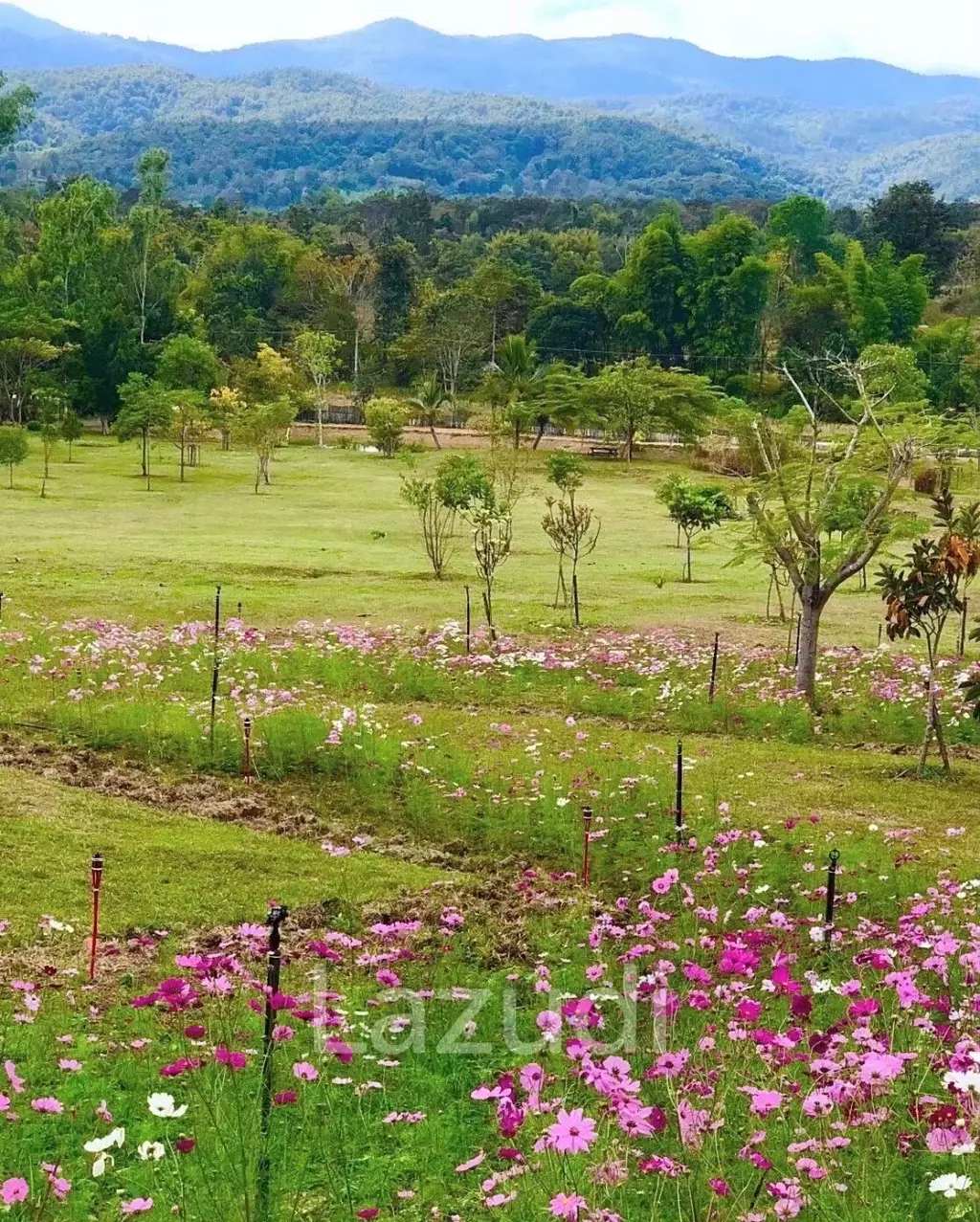 20 Rai Beautiful Land for Sale With Mountain View