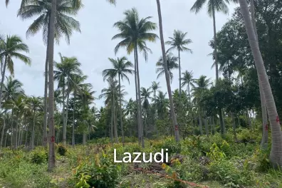 Land 1,000 SQ.M front road