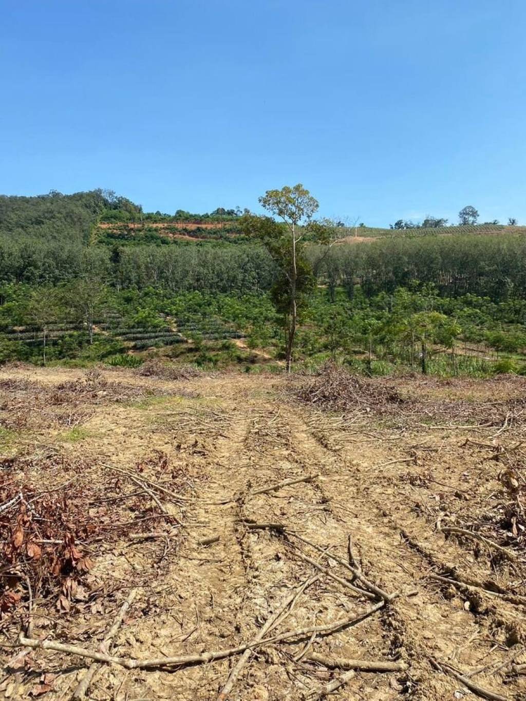 56,000 SQ.M Prime Land for Sale near Aopo Grand Marina 56,000 SQ.M Prime Land for Sale near Aopo Grand Marina