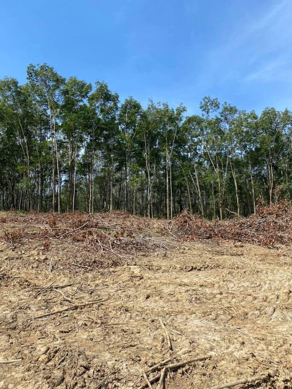 56,000 SQ.M Prime Land for Sale near Aopo Grand Marina 56,000 SQ.M Prime Land for Sale near Aopo Grand Marina