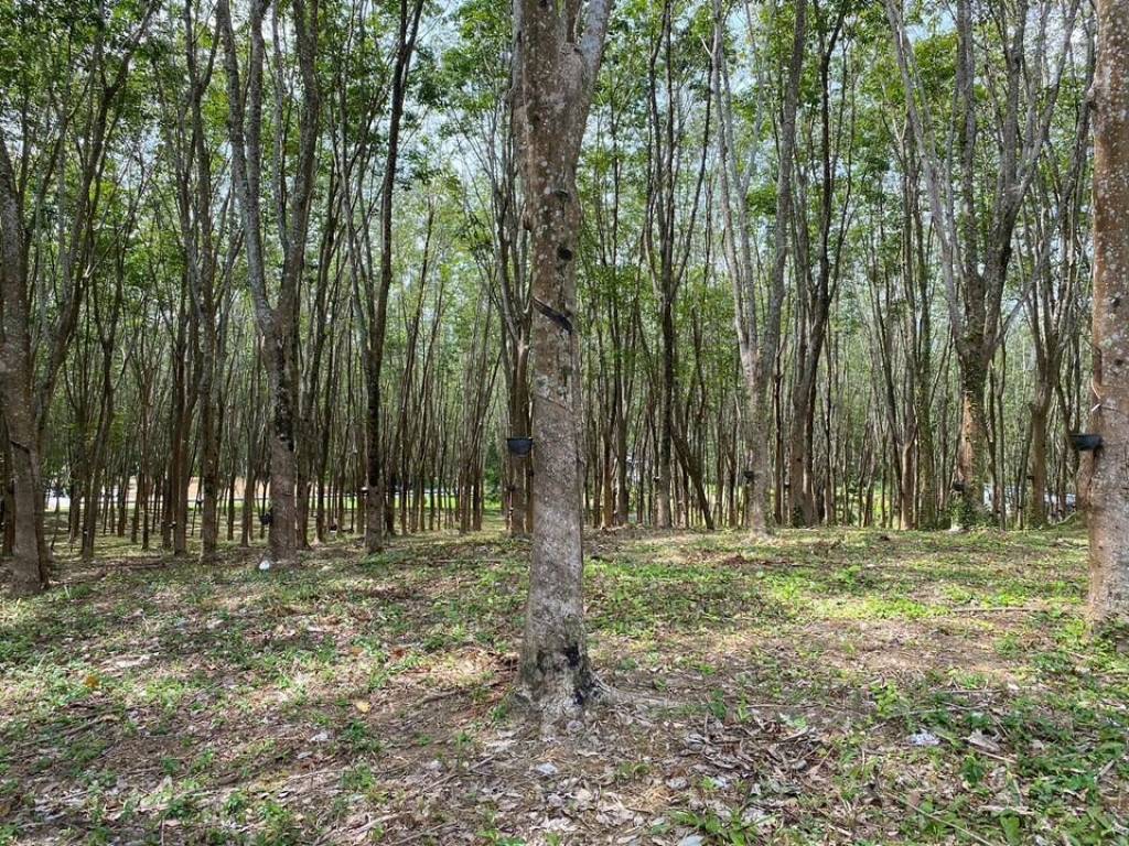 56,000 SQ.M Prime Land for Sale near Aopo Grand Marina 56,000 SQ.M Prime Land for Sale near Aopo Grand Marina
