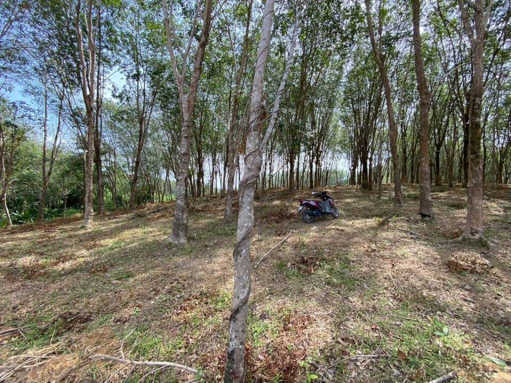 56,000 SQ.M Prime Land for Sale near Aopo Grand Marina 56,000 SQ.M Prime Land for Sale near Aopo Grand Marina