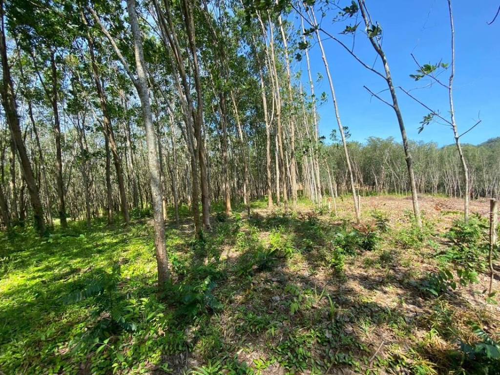 56,000 SQ.M Prime Land for Sale near Aopo Grand Marina 56,000 SQ.M Prime Land for Sale near Aopo Grand Marina