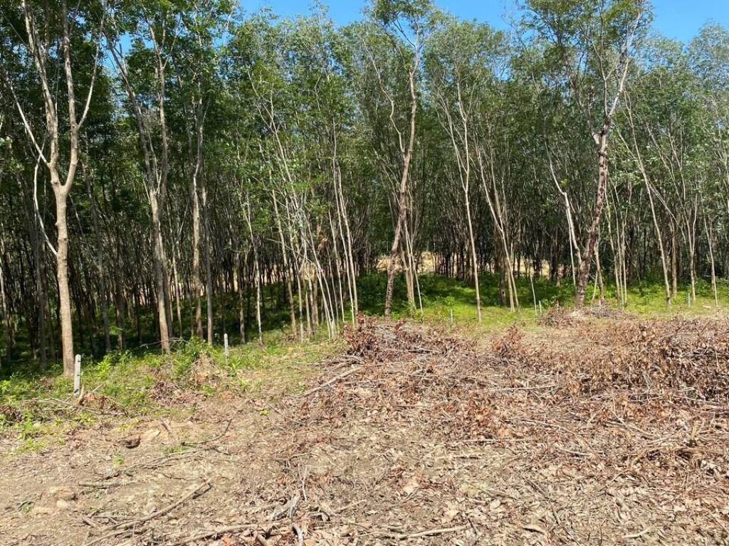 56,000 SQ.M Prime Land for Sale near Aopo Grand Marina 56,000 SQ.M Prime Land for Sale near Aopo Grand Marina
