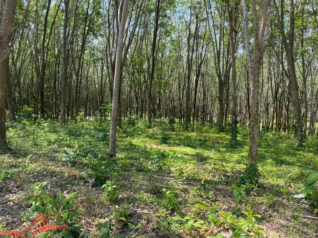 56,000 SQ.M Prime Land for Sale near Aopo Grand Marina 56,000 SQ.M Prime Land for Sale near Aopo Grand Marina