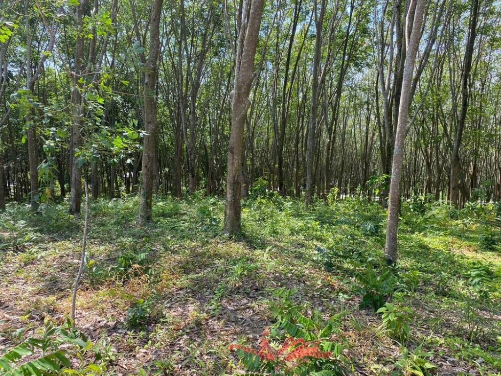 56,000 SQ.M Prime Land for Sale near Aopo Grand Marina 56,000 SQ.M Prime Land for Sale near Aopo Grand Marina