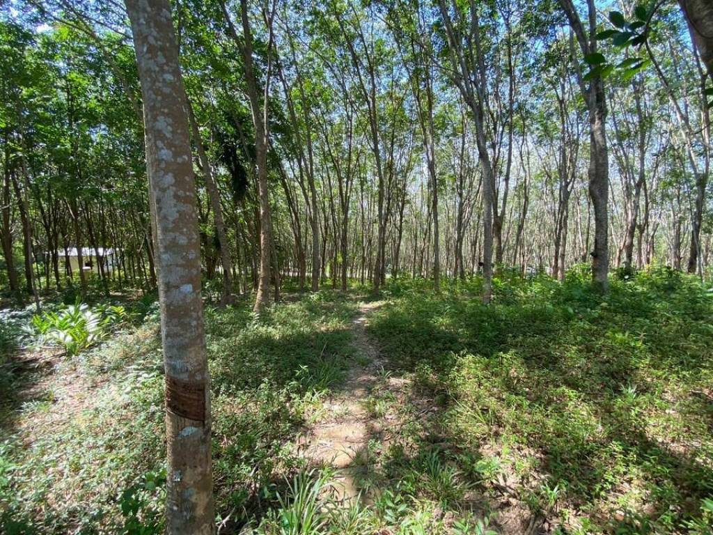 56,000 SQ.M Prime Land for Sale near Aopo Grand Marina 56,000 SQ.M Prime Land for Sale near Aopo Grand Marina