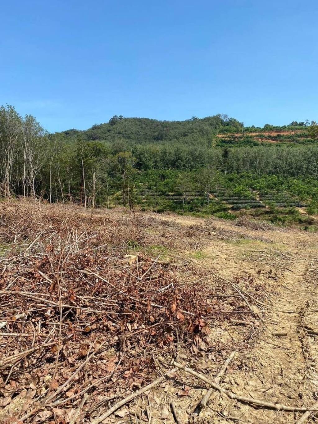 56,000 SQ.M Prime Land for Sale near Aopo Grand Marina 56,000 SQ.M Prime Land for Sale near Aopo Grand Marina