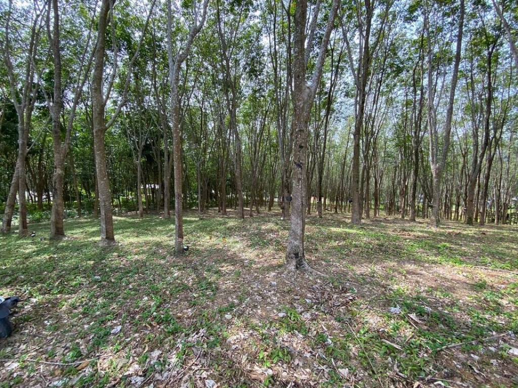 56,000 SQ.M Prime Land for Sale near Aopo Grand Marina 56,000 SQ.M Prime Land for Sale near Aopo Grand Marina