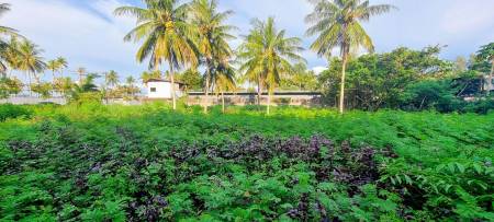 Prime 3,600 SQ.M. Land For Sale In Bang Tao,Phuket