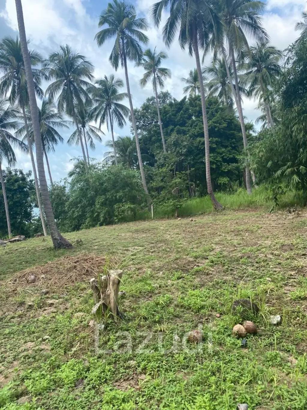 Exceptional Land Opportunity: 20 Rai (32,000 sqm) in Had Khom, North Coast, Koh Phangan