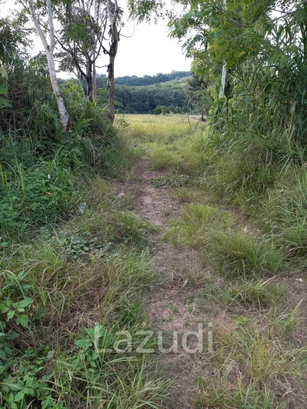 ขายที่ดิน 19 ไร่ติดกับบายพาสเชียงราย-เชียงแสน