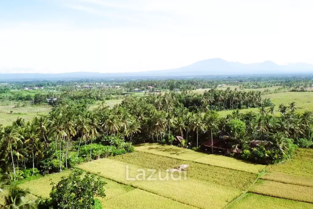 Unique Kedungu Property Set in Nature