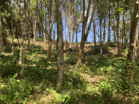 2,812 SQ.M. Land Near Near Bang Pae Waterfall For Sale