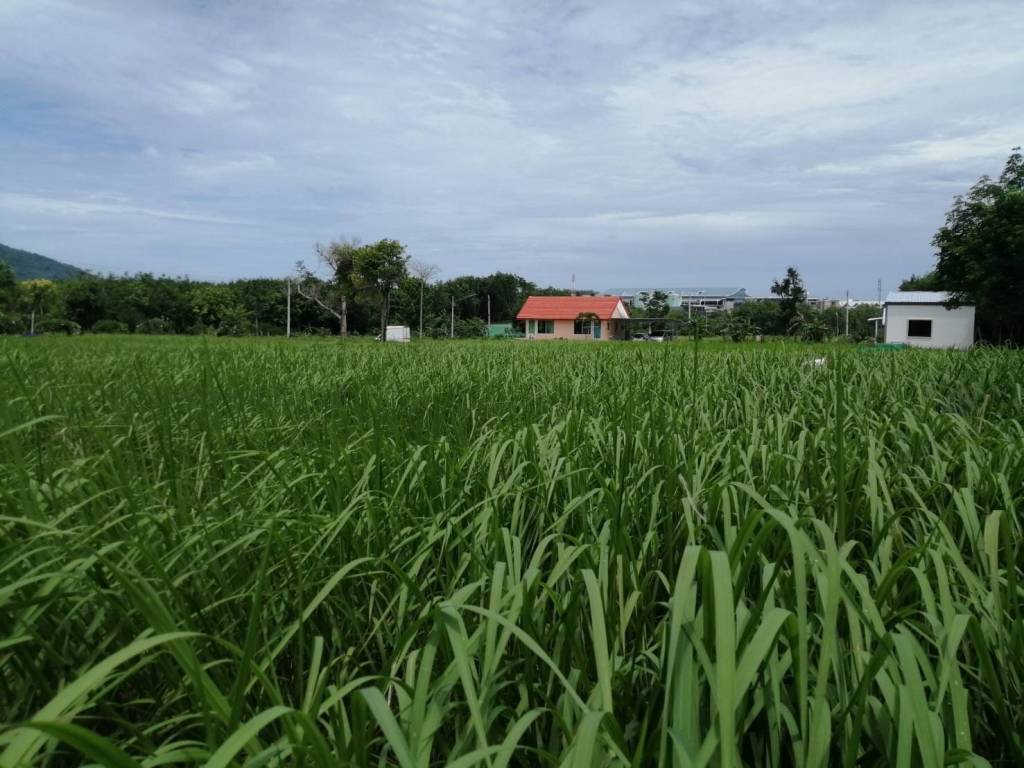 4,800 SQ.M. Land For Sale Near Phuket International Airport 4,800 SQ.M. Land For Sale Near Phuket International Airport