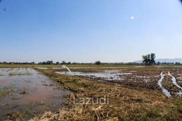 Land for Sale in Chiang Rai