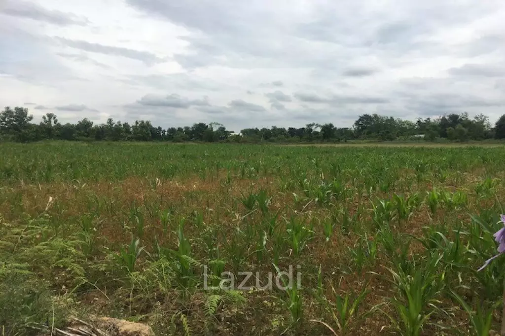 Good Location 4 Rai of Land in Mae Sai