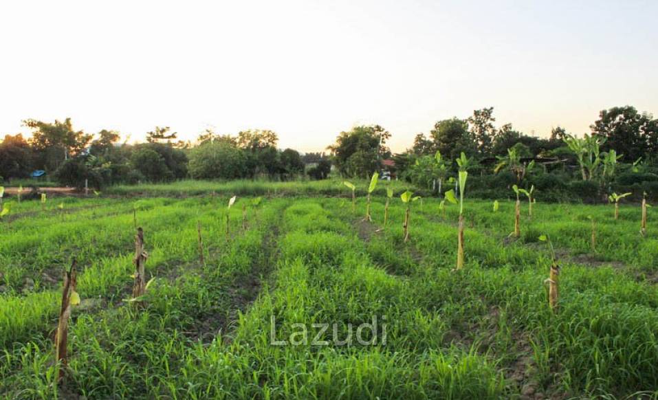 Land for Sale in Chiang Rai