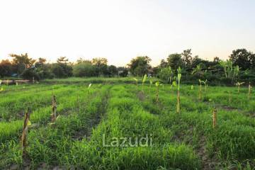 Land for Sale in Chiang Rai