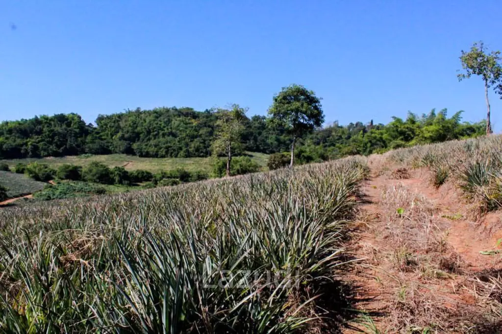 Land for Sale in Chiang Saen