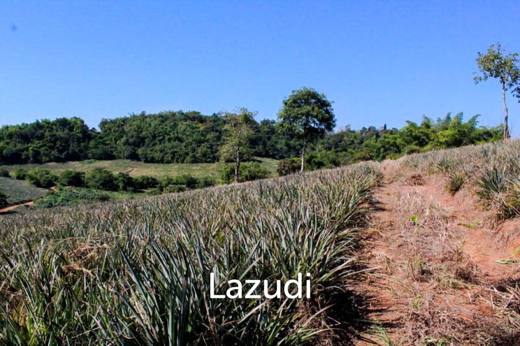 Land for Sale in Chiang Saen