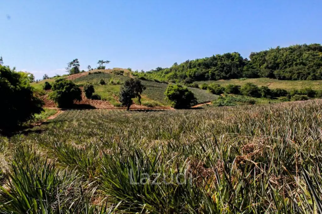 Land for Sale in Chiang Saen