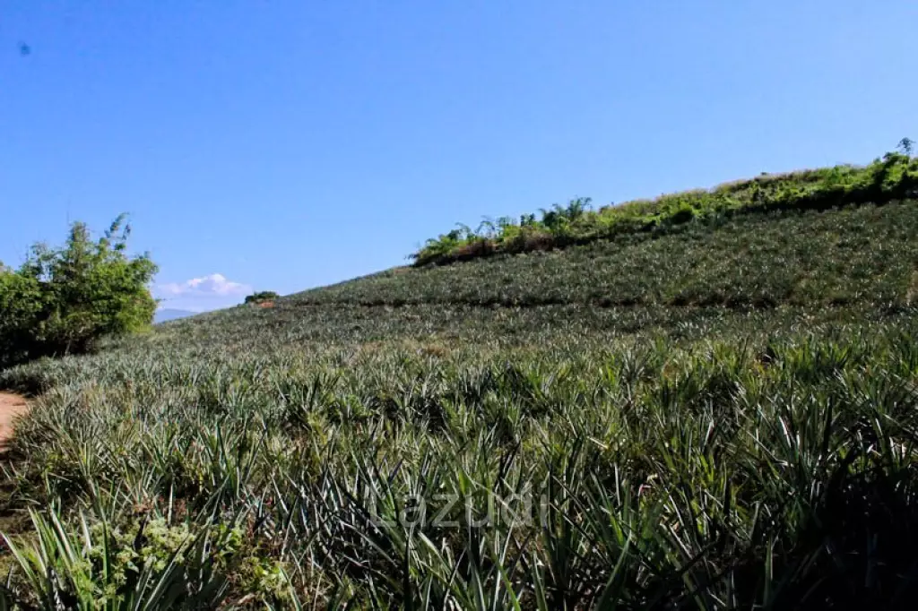 Land for Sale in Chiang Saen