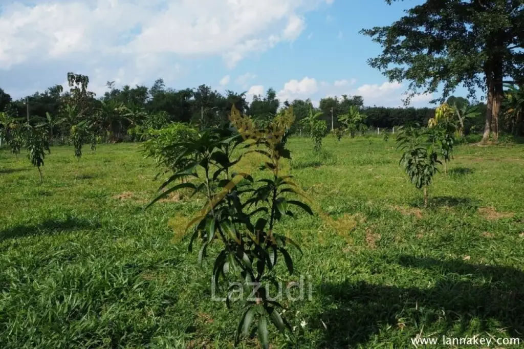 House on 8 rai of Land for Sale in Whiang Chai