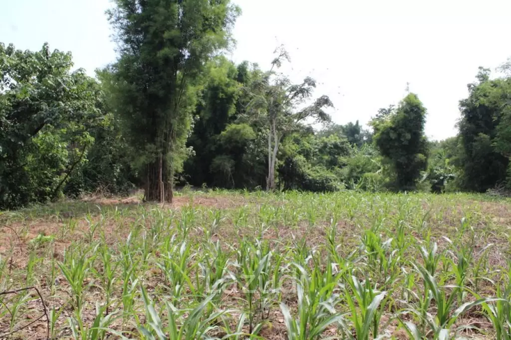 2 Rai of Land for Sale